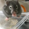 セーブル色のハムスターの里親様を募集いたします サムネイル3