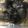 セーブル色のハムスターの里親様を募集いたします サムネイル4