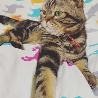 お昼寝大好きスコ