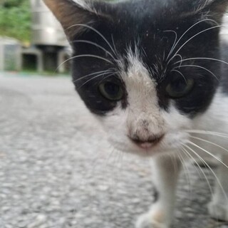 【Fiv陽性】沖縄・離島久米島の施設収容 ウシくん