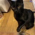 奄美大島から来た黒猫の女の子《加那ちゃん》9ヶ月