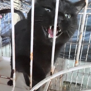 【Fiv陽性】沖縄・離島久米島の施設収容 黒丸