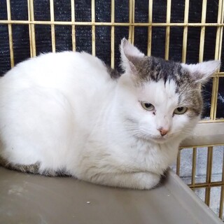 【Fiv陽性】沖縄・離島久米島の施設収容 キジくん