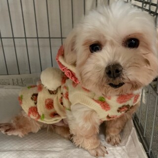 慣れてきたら尻尾ブンブン♪コットンちゃん