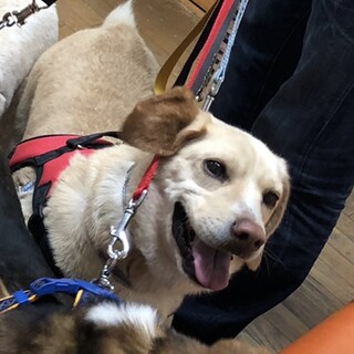 ※お見合い決定　元気いっぱい【ラナ】に家族を☆