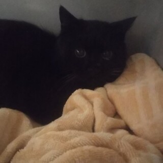 緊急❗️妊娠して動けなくなっている野良ちゃん