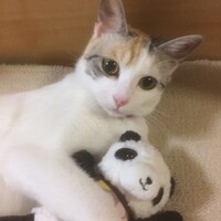 きなこ