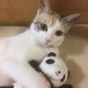 きなこ