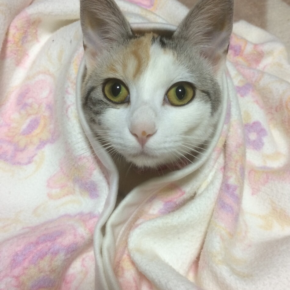 きなこのカバー写真