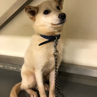 小さめ中型野犬やつお君