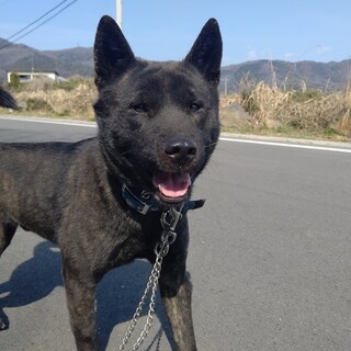 甲斐犬の子どもワンコ★人慣れしています^^