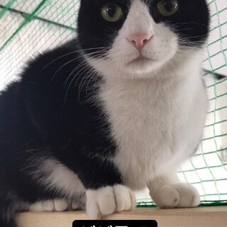 【保護猫】ジジ君♂