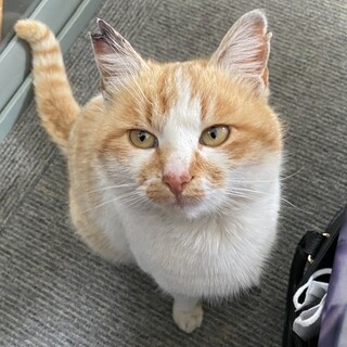 とても可愛い猫です