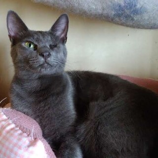 ★ふわもこロシアンブルー？