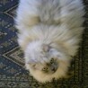 実家の猫『セルボ』チンチラシルバー