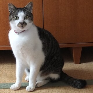 もと飼い猫・人慣れしています：モカくん