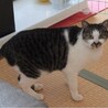もと飼い猫・人慣れしています：モカくん サムネイル3
