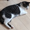 もと飼い猫・人慣れしています：モカくん サムネイル5