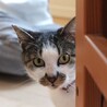 もと飼い猫・人慣れしています：モカくん サムネイル6