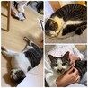 もと飼い猫・人慣れしています：モカくん サムネイル7