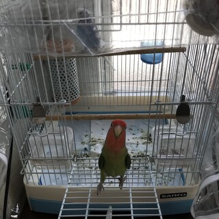 大阪府が募集対象 コザクラインコ を含む 鳥の里親募集情報 ペットのおうち 月間利用者150万人