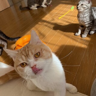 決定☆『ハンター』馴れるまで、時間がかかります。