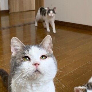 決定☆『シティ』おもちゃをゲットしたら離さない