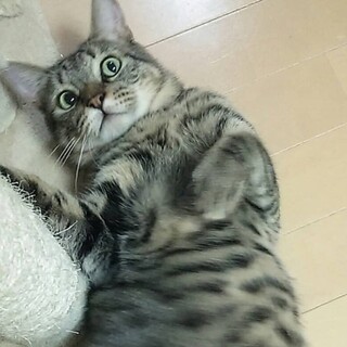 大きなキジトラ男子◆そら◆