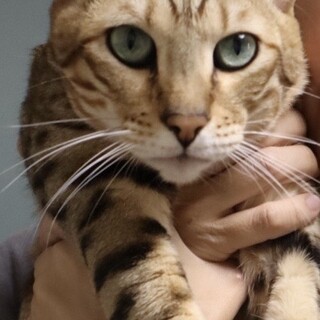 ベンガル男の子の里親募集しています(*´ω｀*)