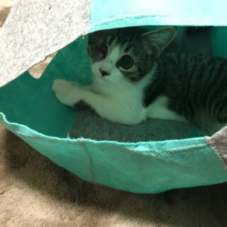 ★可愛いキジトラ君