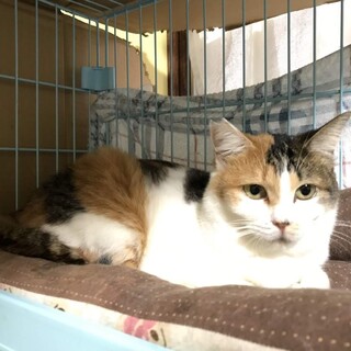 【急募】優しい和風三毛の女の子