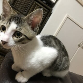 募集停止中。マイペースなキジ白くん