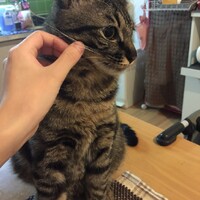 レイ