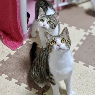 まんまるかわいい仲良し兄妹生後4ヵ月