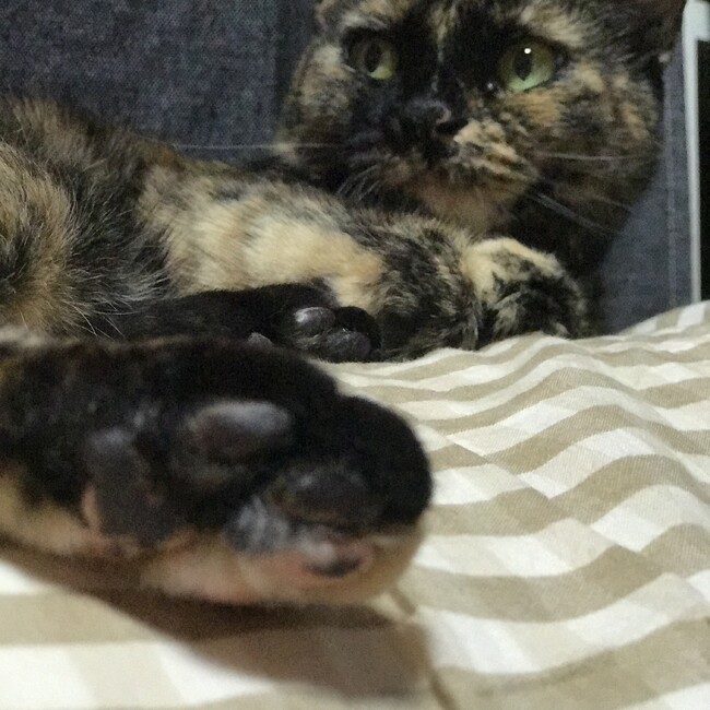 yuzuyukaのカバー写真
