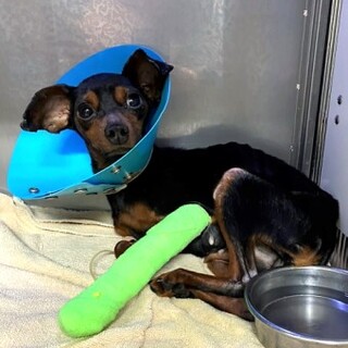 ミニチュアピンシャーのみぴちゃん