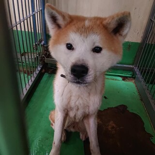 【感謝】繋がります！同じ場所から保護された秋田犬①
