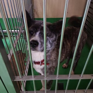 【感謝】繋がります！同じ場所から保護された秋田犬②