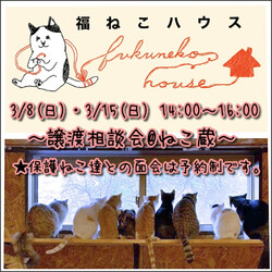 譲渡相談会〜福ねこハウス@ねこハウス〜