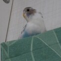 セキセイインコ（２月生まれ）２羽をお譲りします。