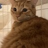 ビビリンボだけど、すっごく甘えん坊です。茶五郎 サムネイル6