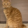 ビビリンボだけど、すっごく甘えん坊です。茶五郎 サムネイル7