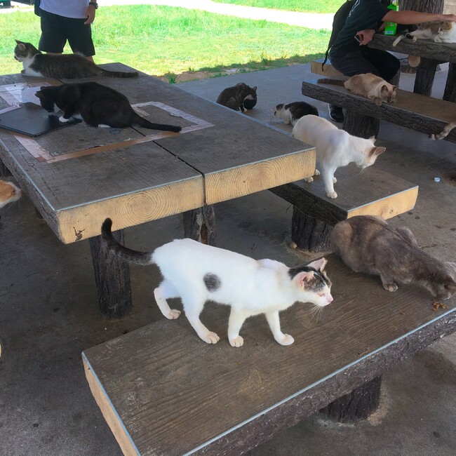 madok のカバー写真