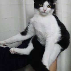 3月14日に愛知県豊橋市で犬猫の譲渡会