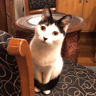 <サバイバーズ>水玉ちゃん