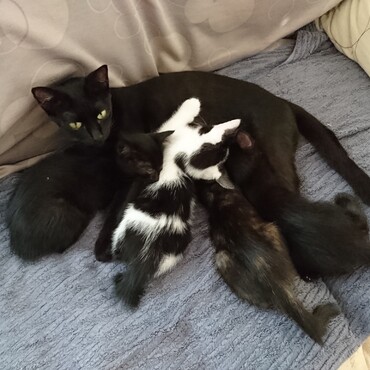 ちびこ、Cちゃん、Bちゃん、Dちゃん、Aちゃん