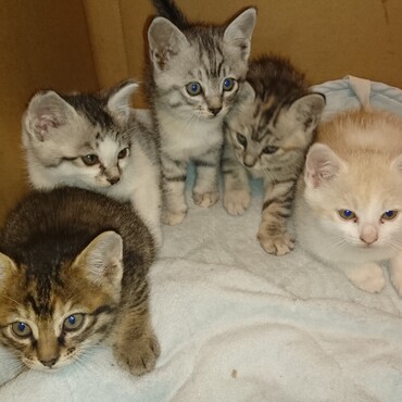 たいちゃん、ぴゅーた、うすちゃん、こいちゃん、らて