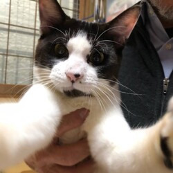 3月15(日)　四谷猫廼舎　里親会（ボランティア募集中） サムネイル3