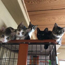 3月15(日)　四谷猫廼舎　里親会（ボランティア募集中） サムネイル2