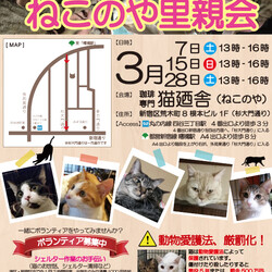 3月28(土)　四谷猫廼舎　里親会（ボランティア募集中）追加記載
